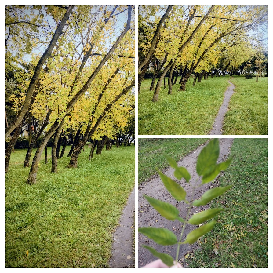 Ścieżka, która pamięta