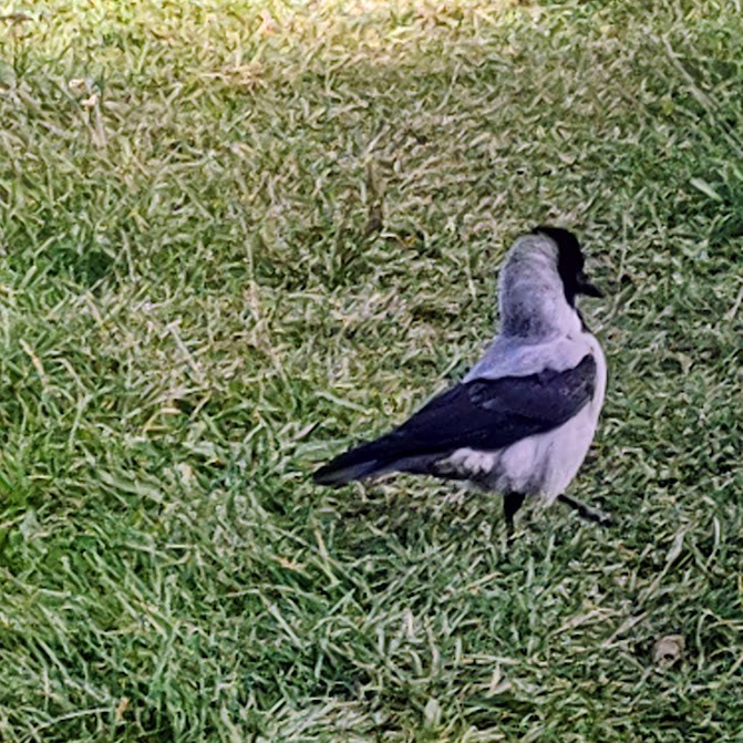 Czuprynka z trawy – małe spotkanie z wroną&nbsp;siwą