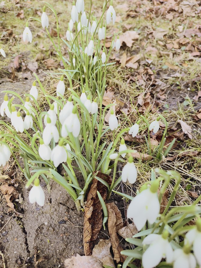 Po pięknych mrozach